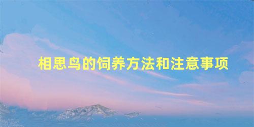 相思鸟的饲养方法和注意事项