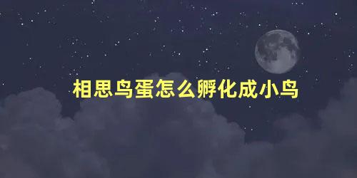 相思鸟蛋怎么孵化成小鸟