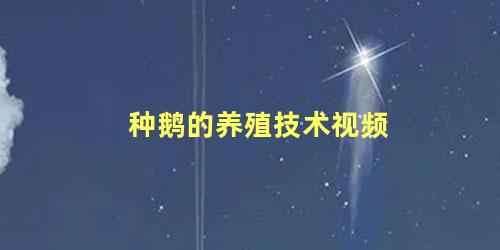 种鹅的养殖技术视频