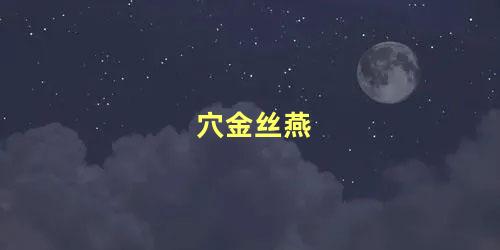 穴金丝燕