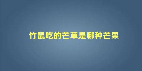 竹鼠吃的芒草是哪种芒果