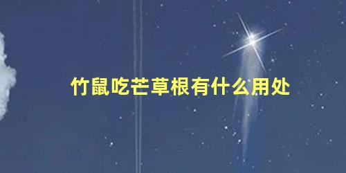 竹鼠吃芒草根有什么用处