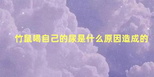 竹鼠喝自己的尿是什么原因造成的