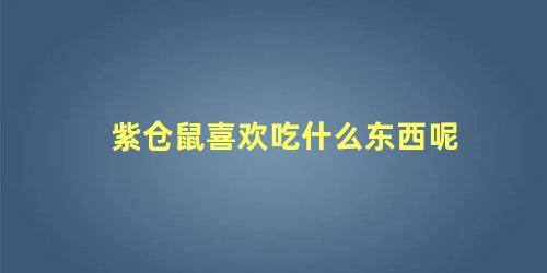 紫仓鼠喜欢吃什么东西呢