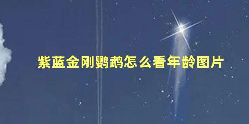 紫蓝金刚鹦鹉怎么看年龄图片