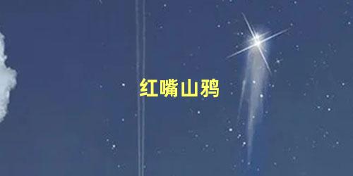 红嘴山鸦