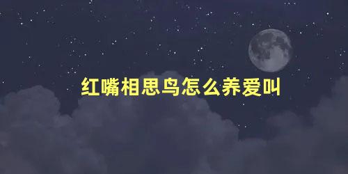 红嘴相思鸟怎么养爱叫