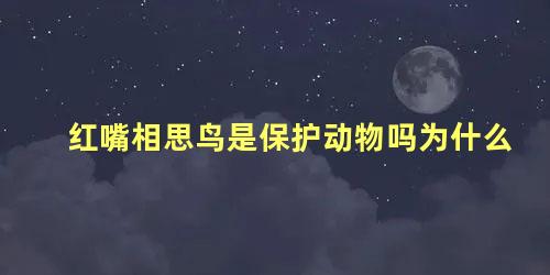红嘴相思鸟是保护动物吗为什么