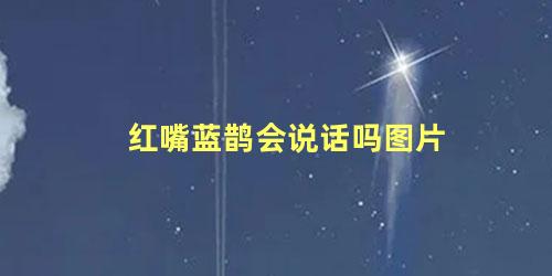 红嘴蓝鹊会说话吗图片