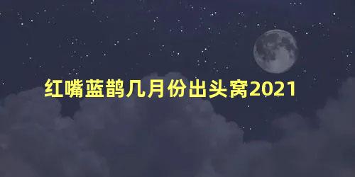 红嘴蓝鹊几月份出头窝2021