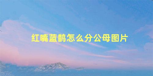 红嘴蓝鹊怎么分公母图片
