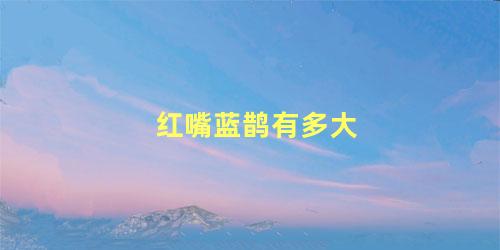 红嘴蓝鹊有多大