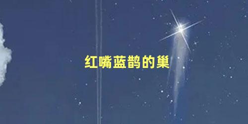 红嘴蓝鹊的巢