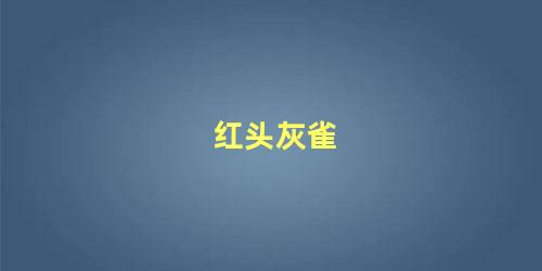 红头灰雀