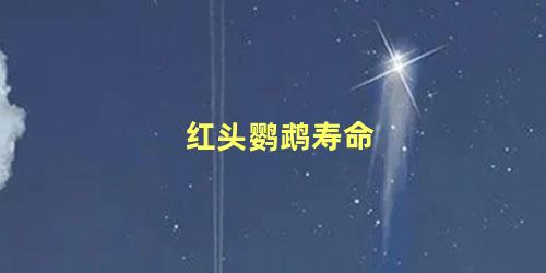 红头鹦鹉寿命