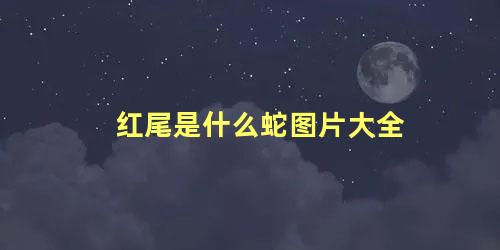 红尾是什么蛇图片大全