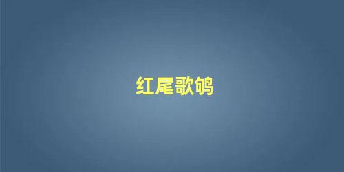 红尾歌鸲