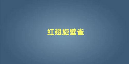 红翅旋壁雀