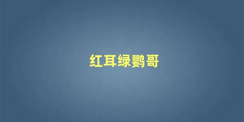 红耳绿鹦哥