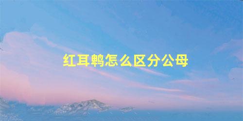 红耳鹎怎么区分公母