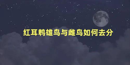 红耳鹎雄鸟与雌鸟如何去分