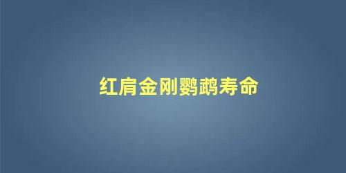 红肩金刚鹦鹉寿命