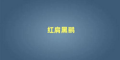 红肩黑鹂