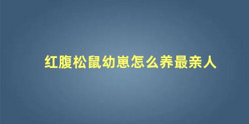 红腹松鼠幼崽怎么养最亲人