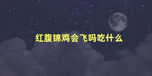 红腹锦鸡会飞吗吃什么