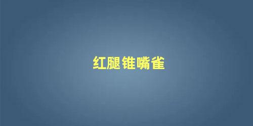 红腿锥嘴雀