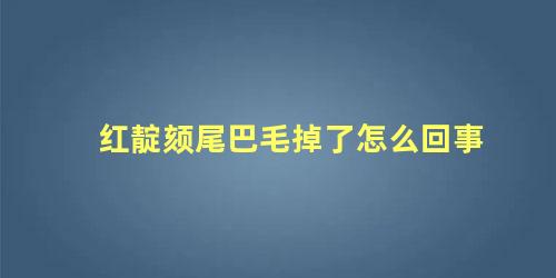 红靛颏尾巴毛掉了怎么回事