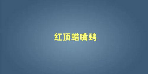红顶蜡嘴鹀