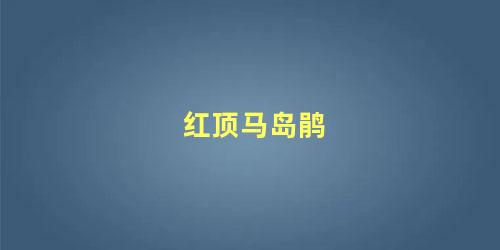 红顶马岛鹃