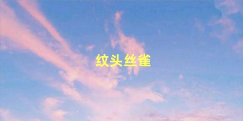 纹头丝雀