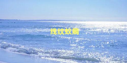 线纹蚁鵙