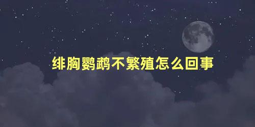 绯胸鹦鹉不繁殖怎么回事