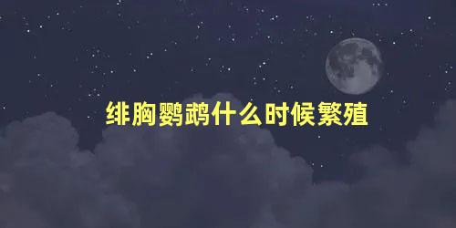 绯胸鹦鹉什么时候繁殖