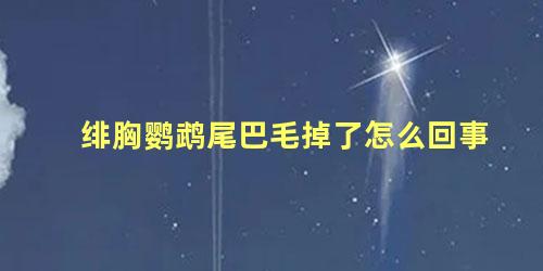 绯胸鹦鹉尾巴毛掉了怎么回事