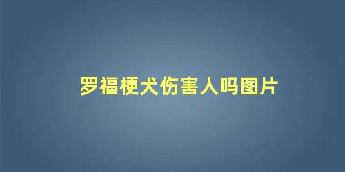 罗福梗犬伤害人吗图片
