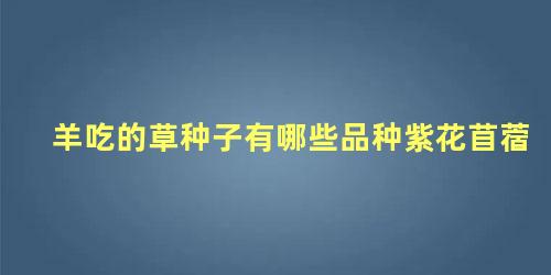羊吃的草种子有哪些品种紫花苜蓿