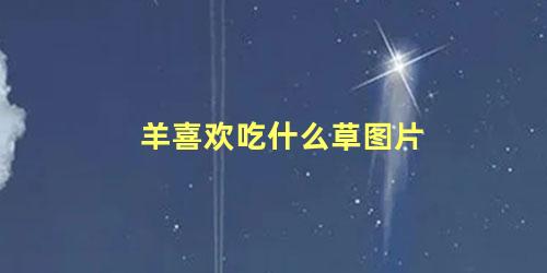 羊喜欢吃什么草图片