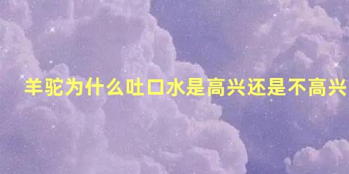 羊驼为什么吐口水是高兴还是不高兴