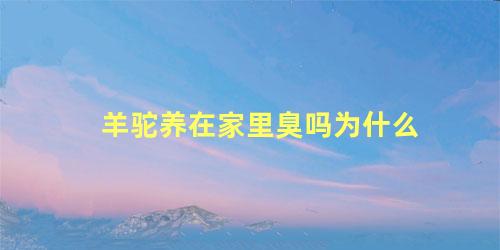 羊驼养在家里臭吗为什么