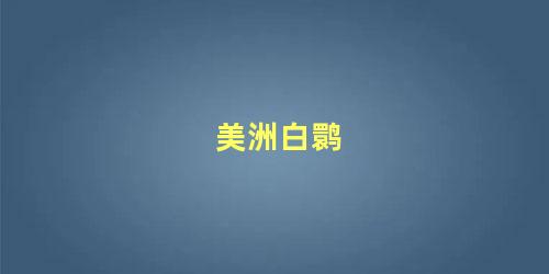美洲白鹮