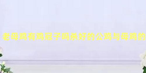 老母鸡有鸡冠子吗杀好的公鸡与母鸡的图片