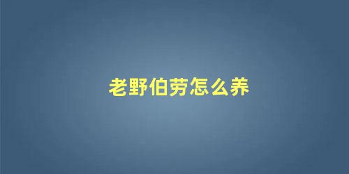 老野伯劳怎么养