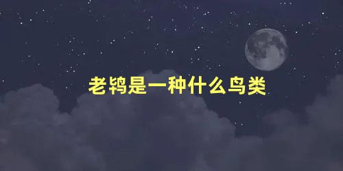 老鸨是一种什么鸟类