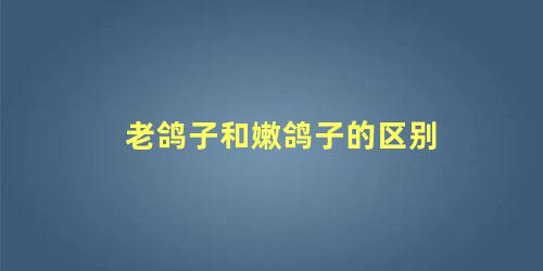 老鸽子和嫩鸽子的区别