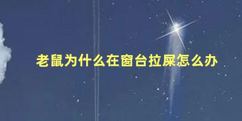 老鼠为什么在窗台拉屎怎么办