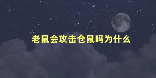 老鼠会攻击仓鼠吗为什么